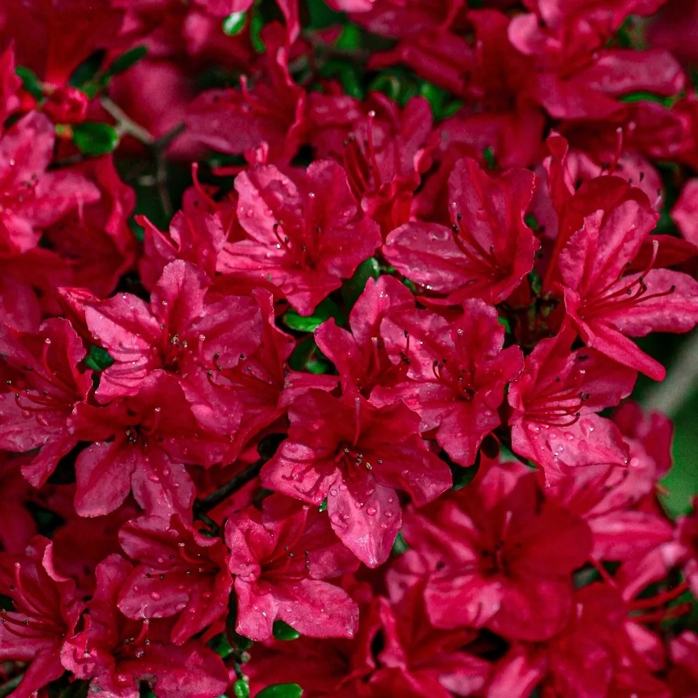 「アザレア（赤）」の花言葉ランキング