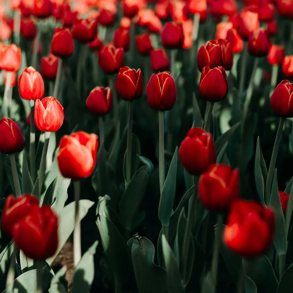 「チューリップ（赤）」の花言葉ランキング