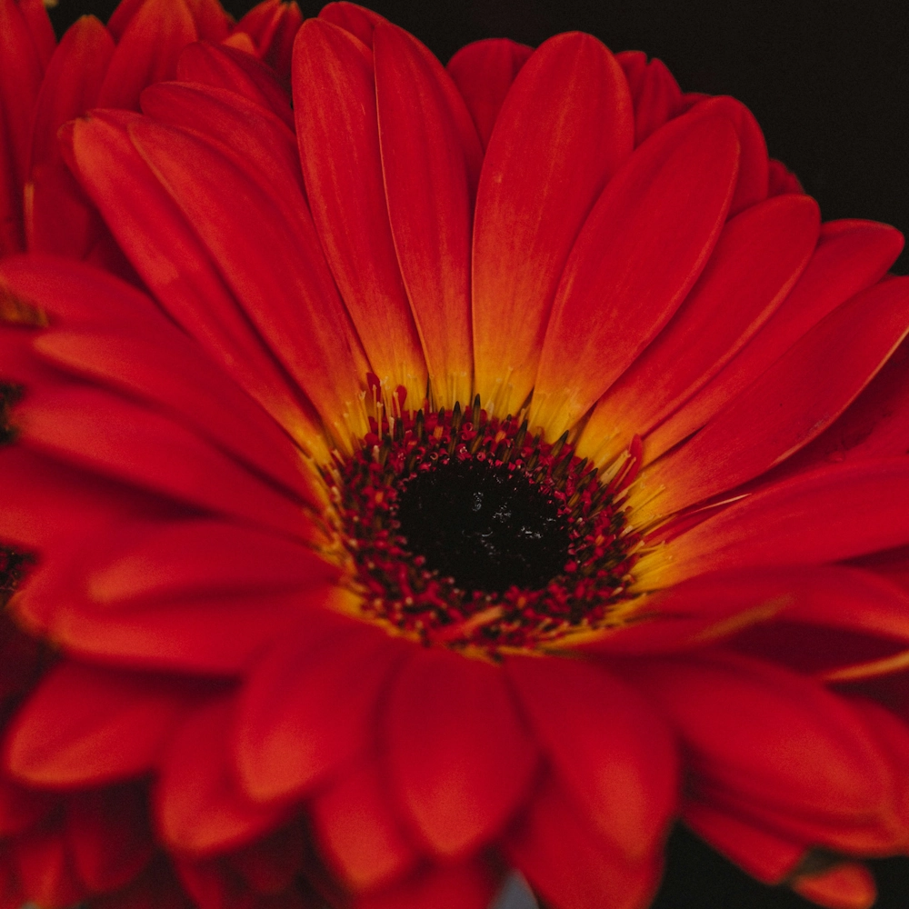 「デージー（赤）」の花言葉ランキング