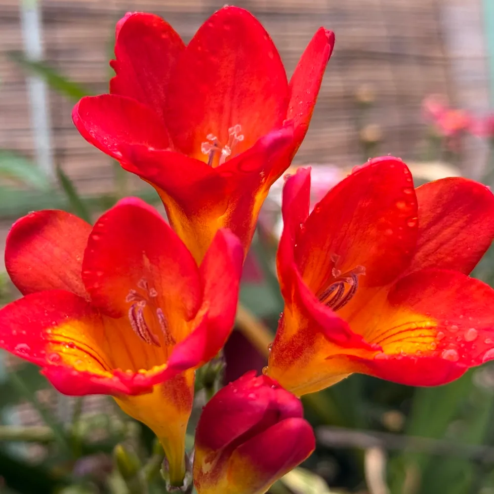 「フリージア（赤）」の花言葉ランキング