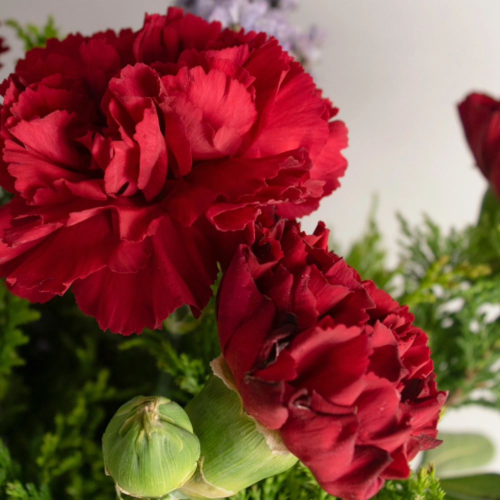 「カーネーション（赤）」の花言葉ランキング