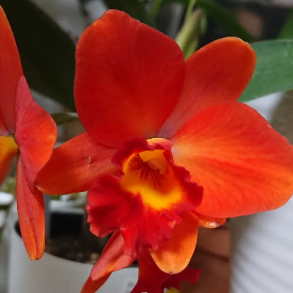 「カトレア（ピンク・赤）」の花言葉ランキング