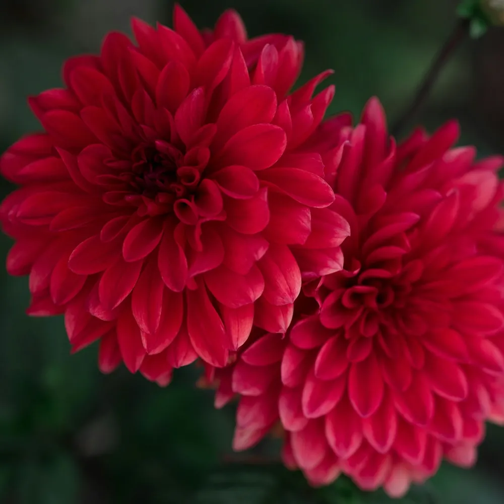 「キク（赤）」の花言葉ランキング