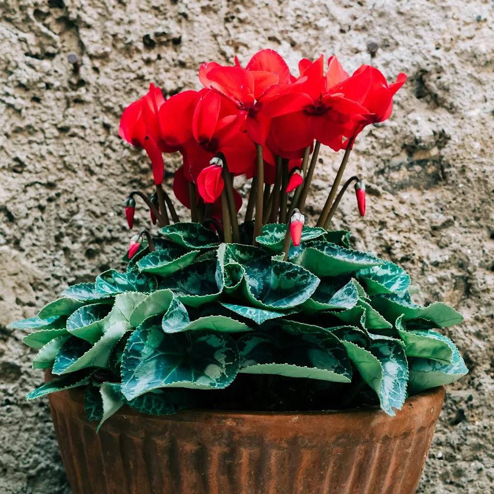 「シクラメン（赤）」の花言葉ランキング