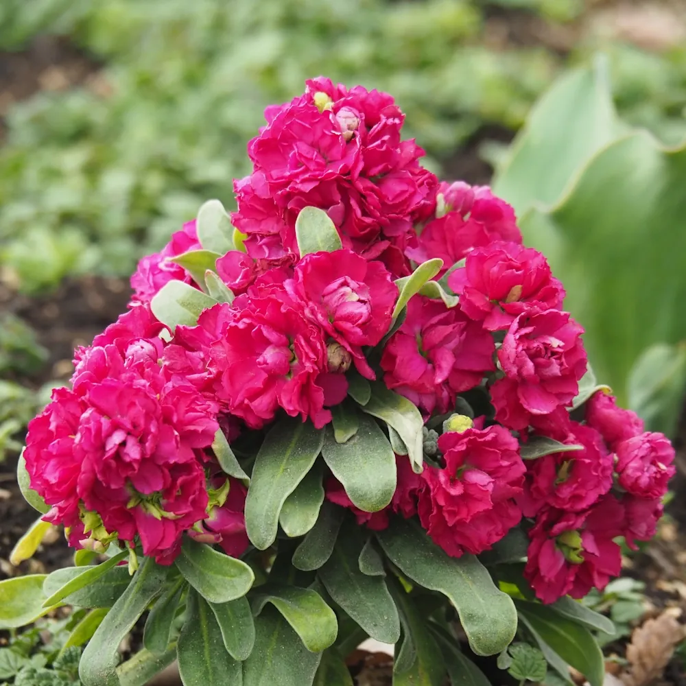 「ストック（赤）」の花言葉ランキング