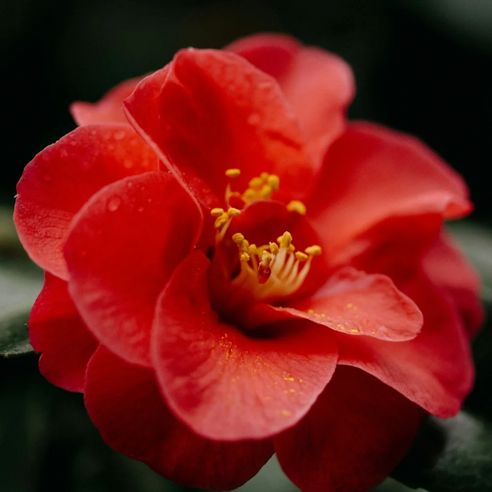 1月2日の誕生花 No.1「ツバキ（赤）」