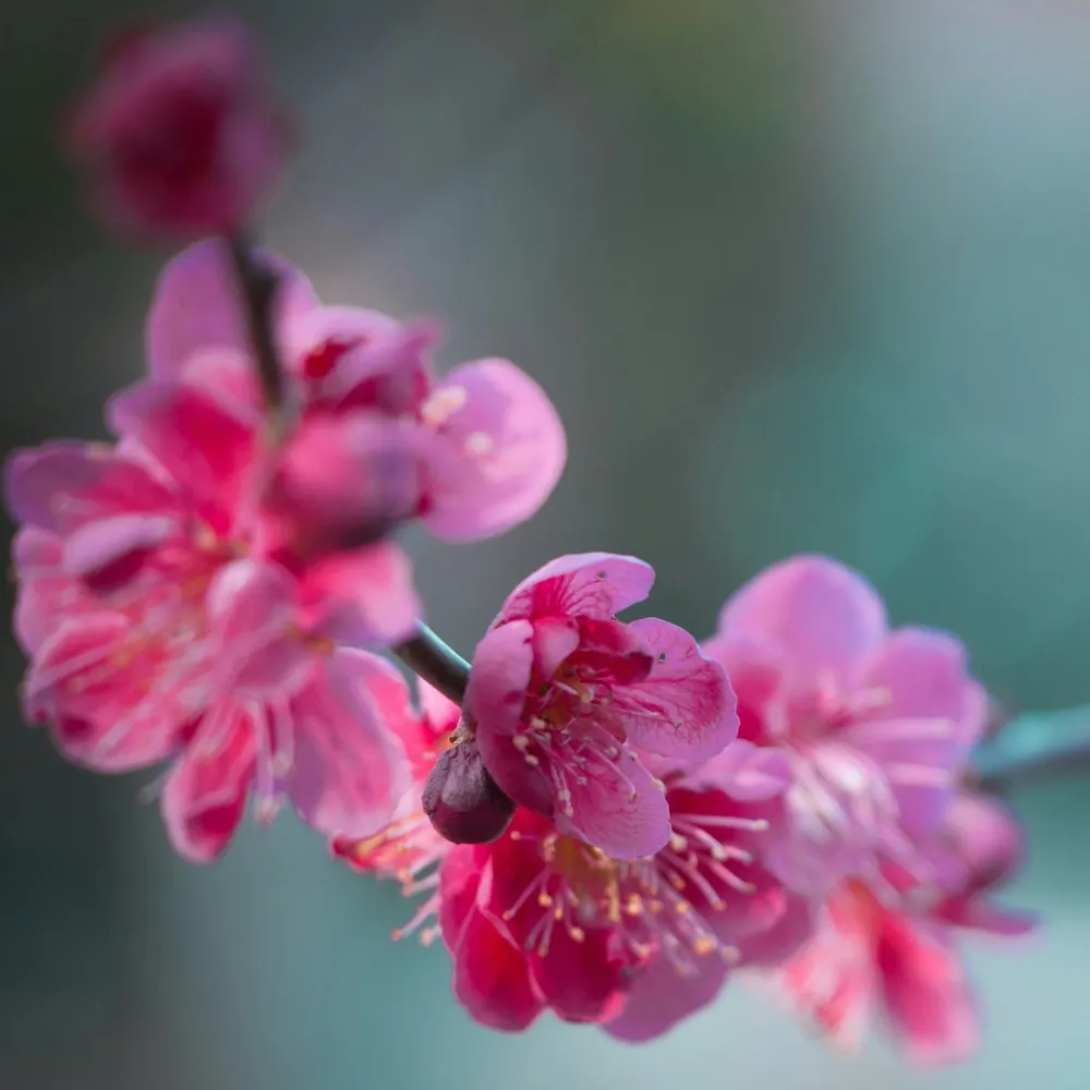 「ウメ（赤）」の花言葉ランキング