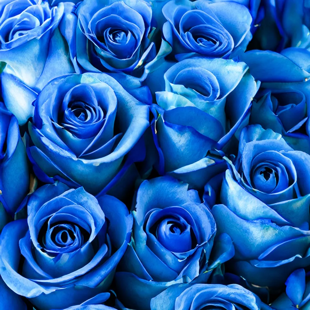 「バラ（青）」の花言葉ランキング