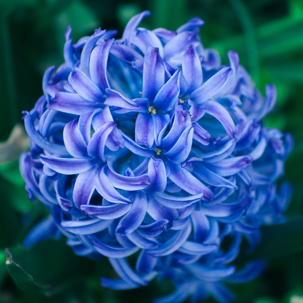 「ヒヤシンス（青）」の花言葉ランキング