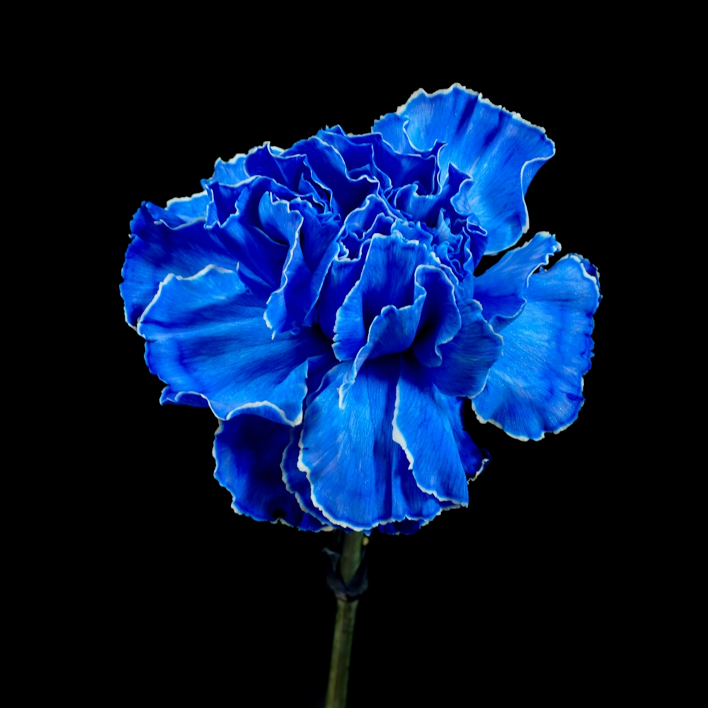 「カーネーション（青）」の花言葉ランキング