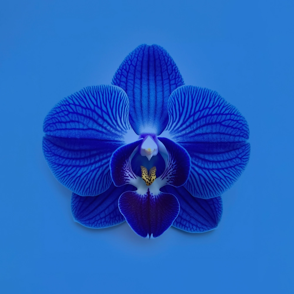 「コチョウラン（青）」の花言葉ランキング