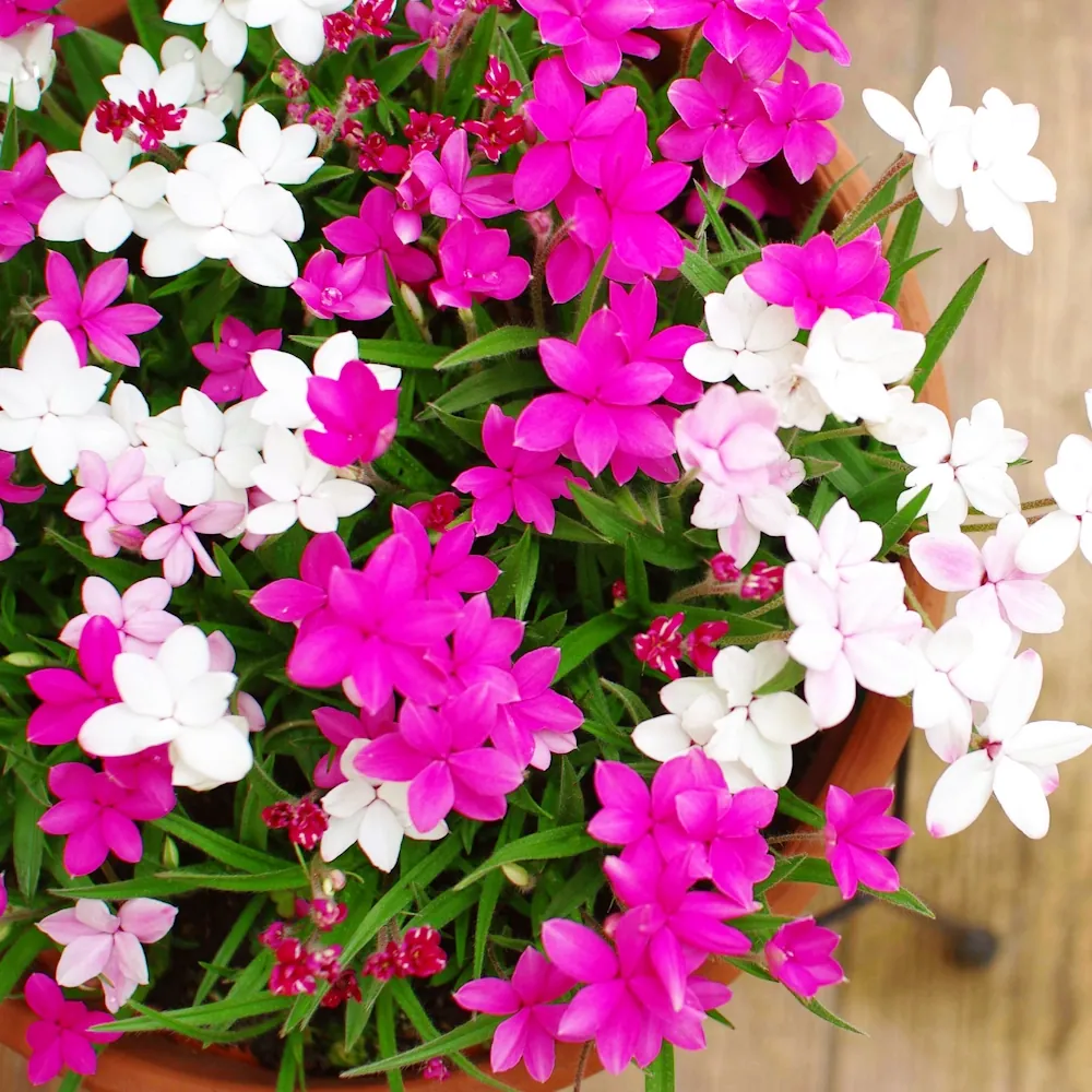 「アッツザクラ」の花言葉ランキング