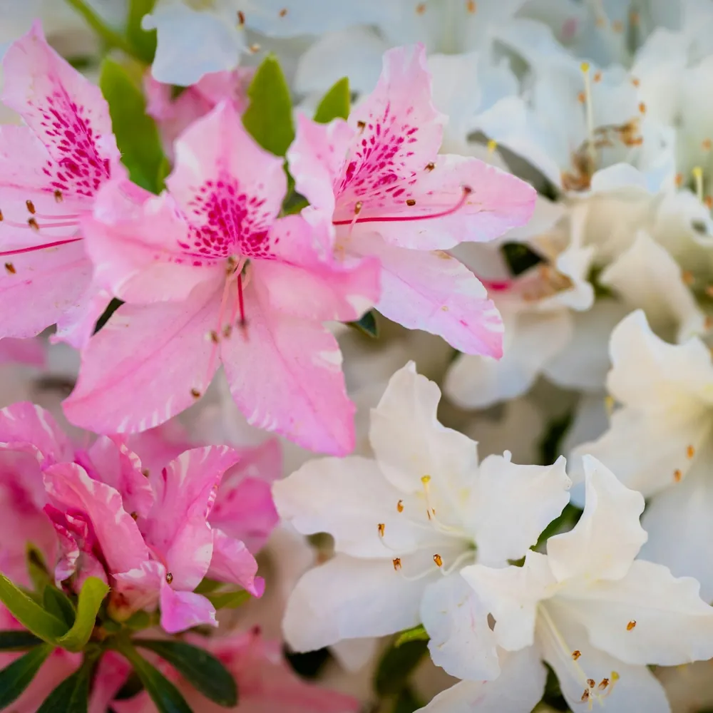 「アザレア」の花言葉ランキング