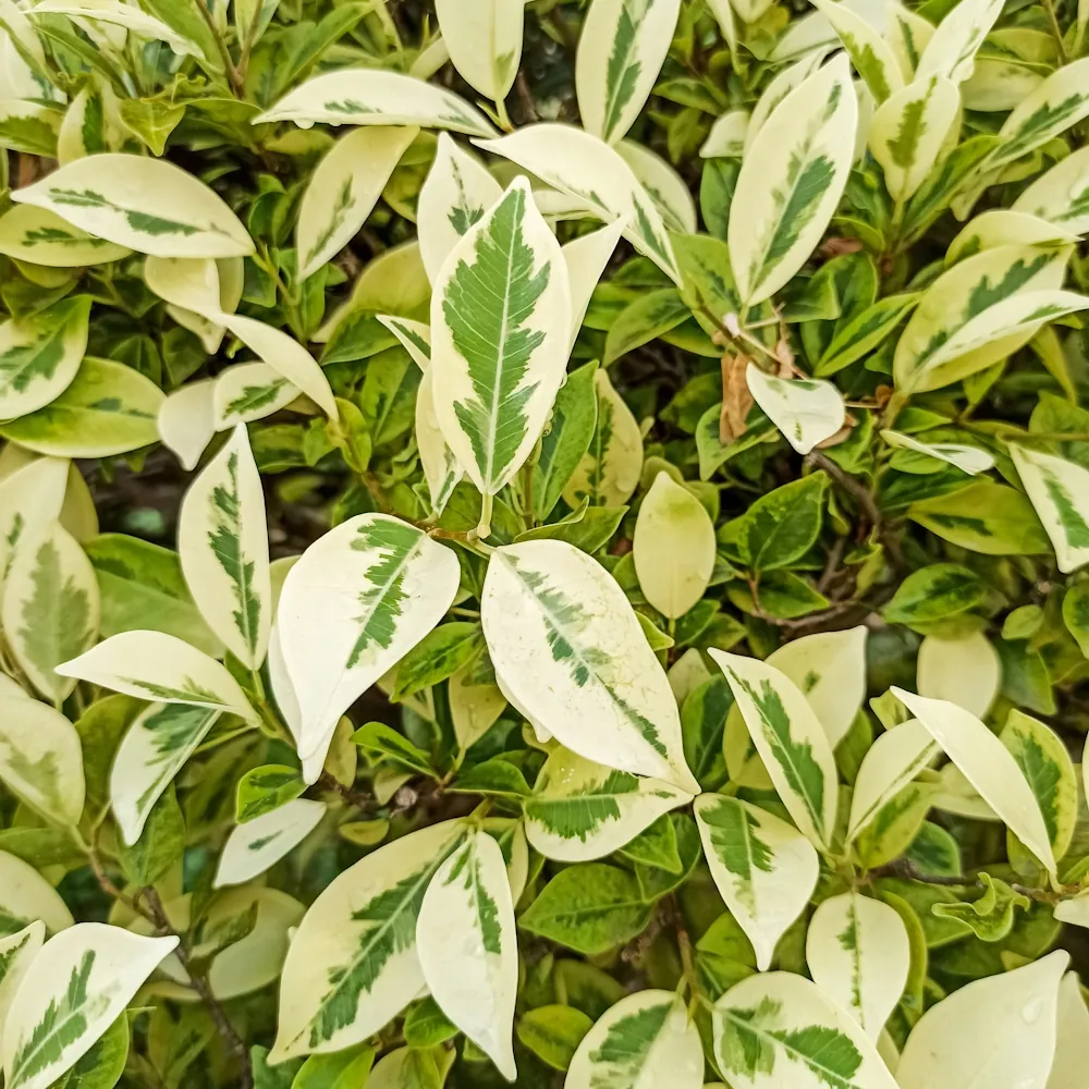 「ベンジャミン」の花言葉ランキング