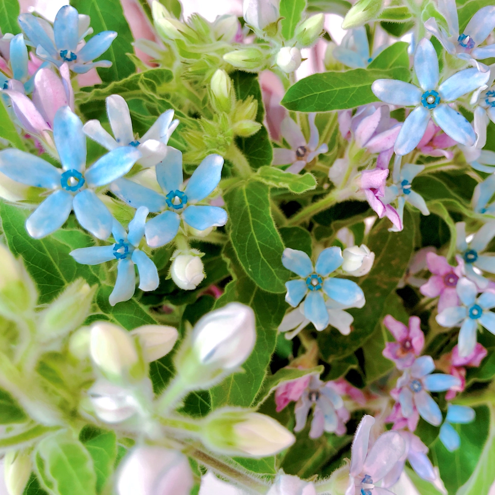 「ブルースター」の花言葉ランキング