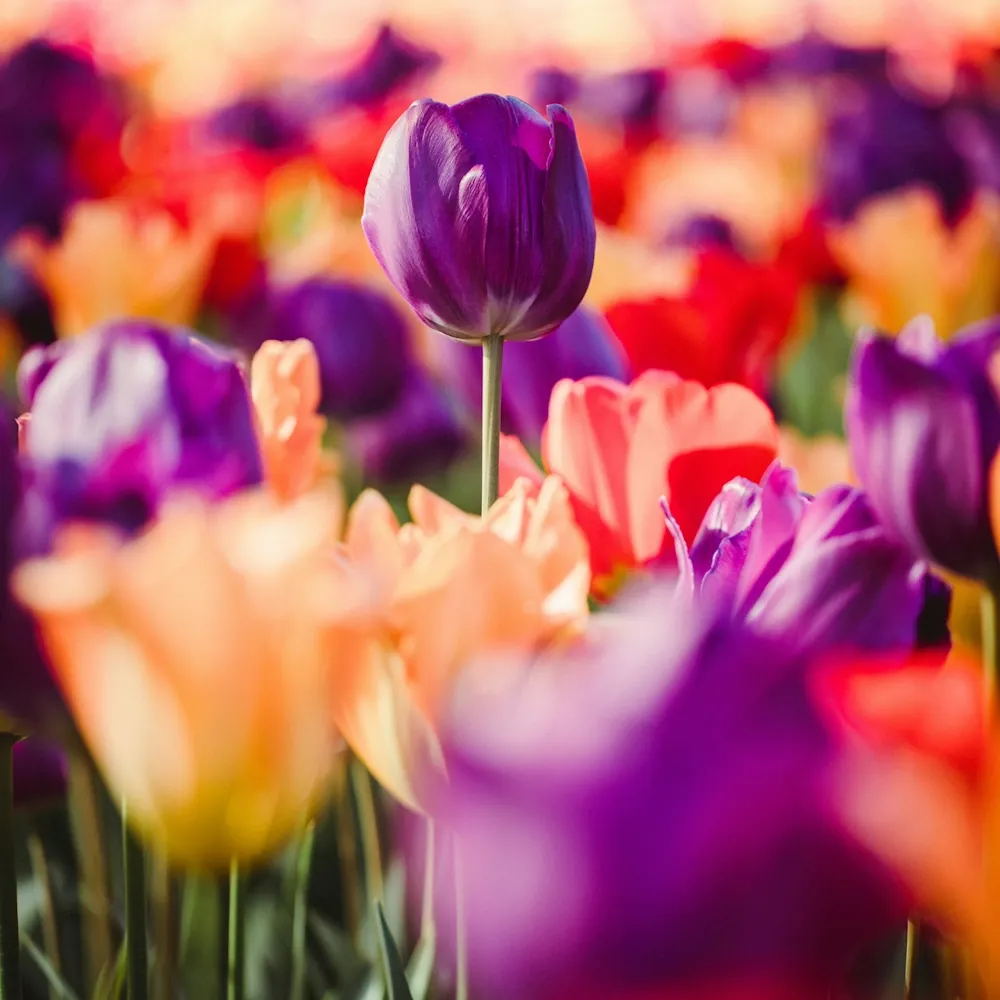 「チューリップ」の花言葉ランキング