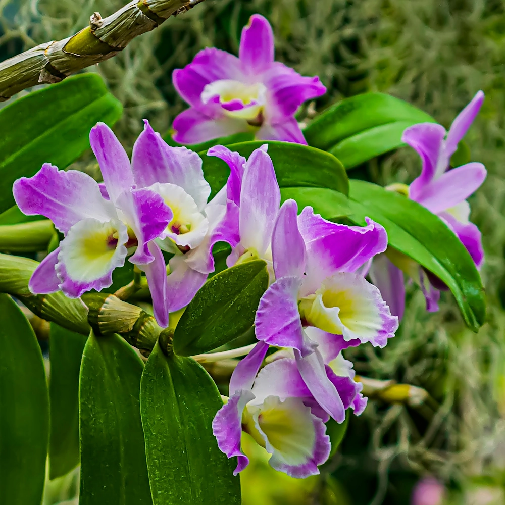 「デンドロビウム」の花言葉ランキング