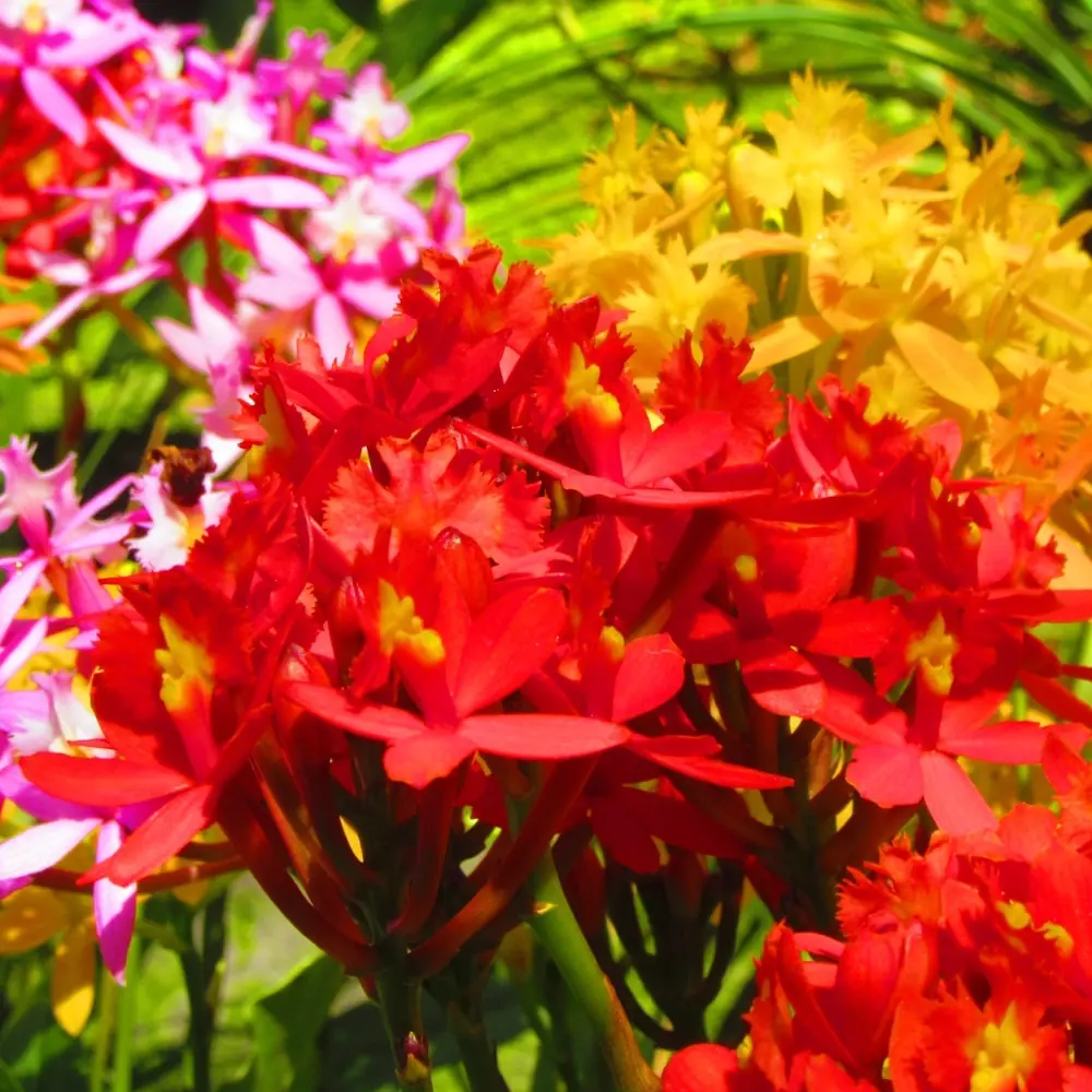 1月11日の誕生花 No.3「エピデンドラム」