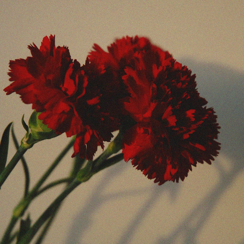 「カーネーション（深い赤）」の花言葉ランキング