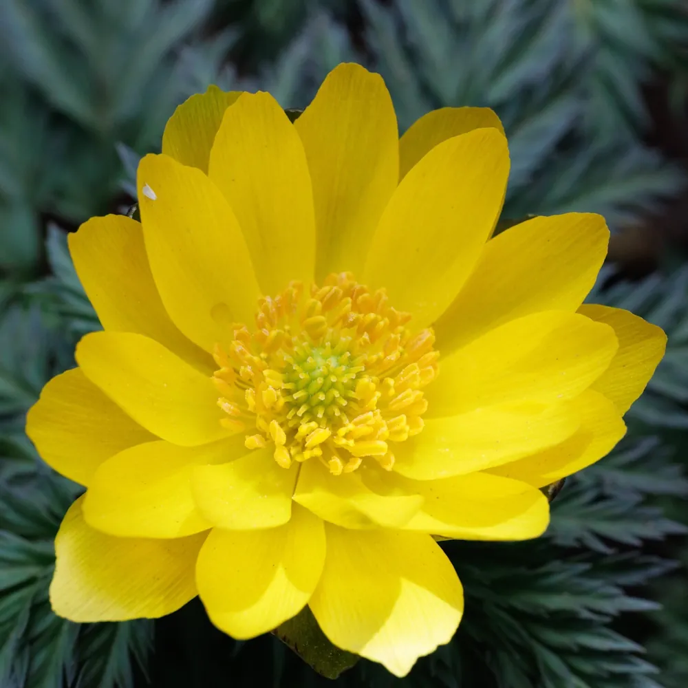 「フクジュソウ」の花言葉ランキング