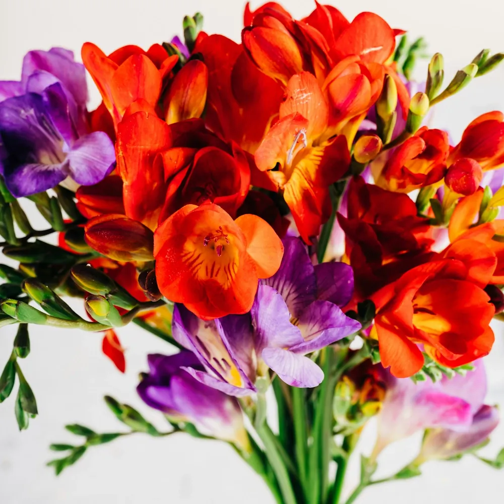 「フリージア」の花言葉ランキング