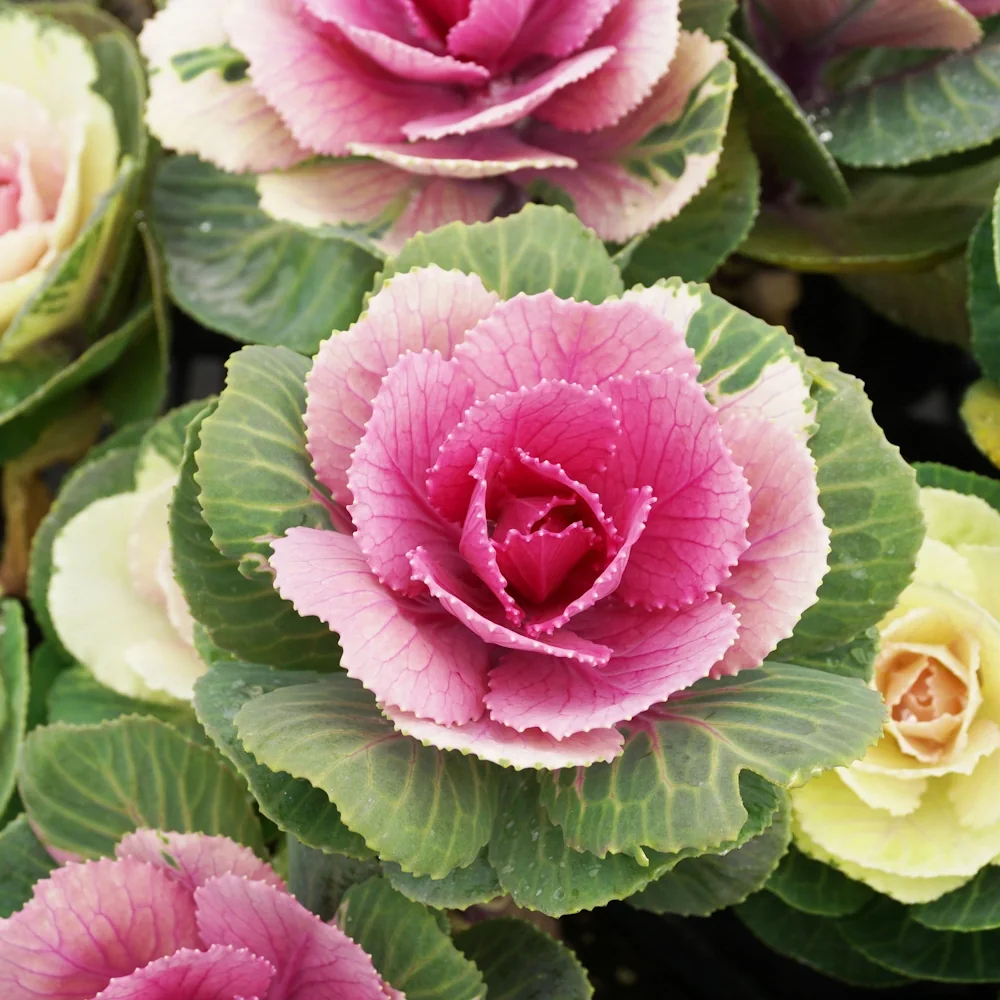 「ハボタン」の花言葉ランキング