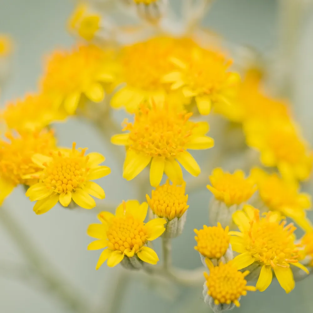 「ハハコグサ」の花言葉ランキング