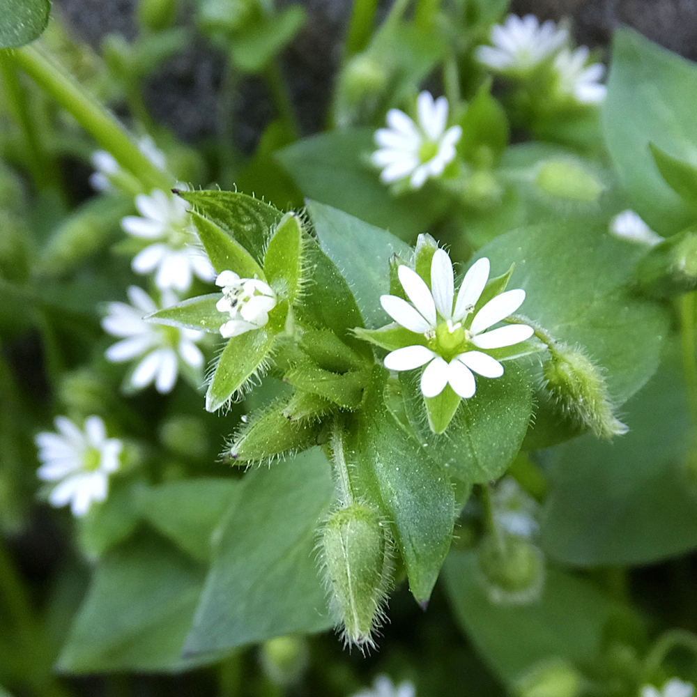 「ハコベ」の花言葉ランキング