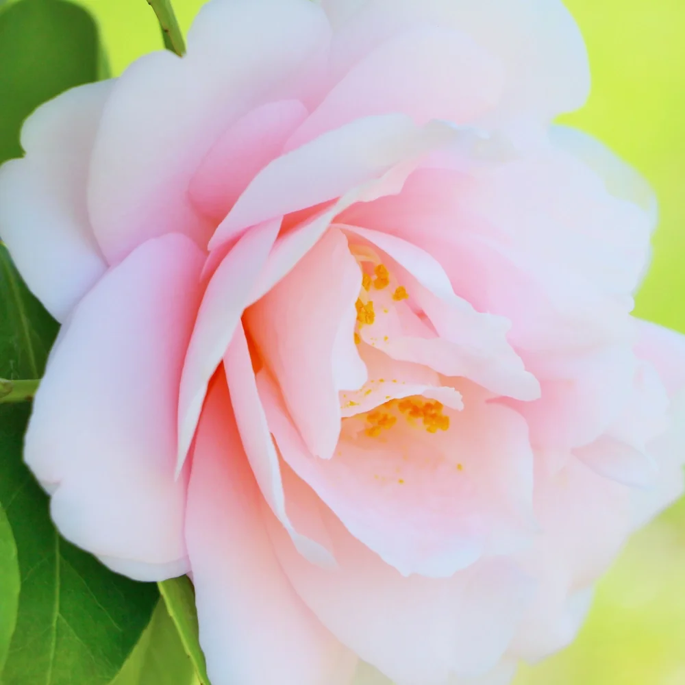 「ハルサザンカ」の花言葉ランキング