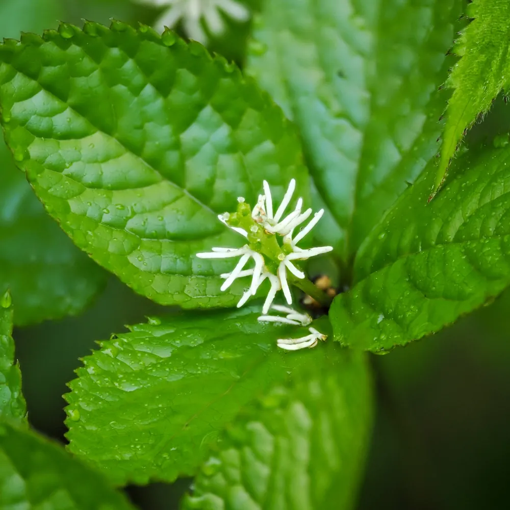 1月9日の誕生花 No.3「ヒトリシズカ」