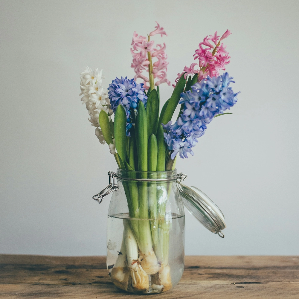 「ヒヤシンス」の花言葉ランキング