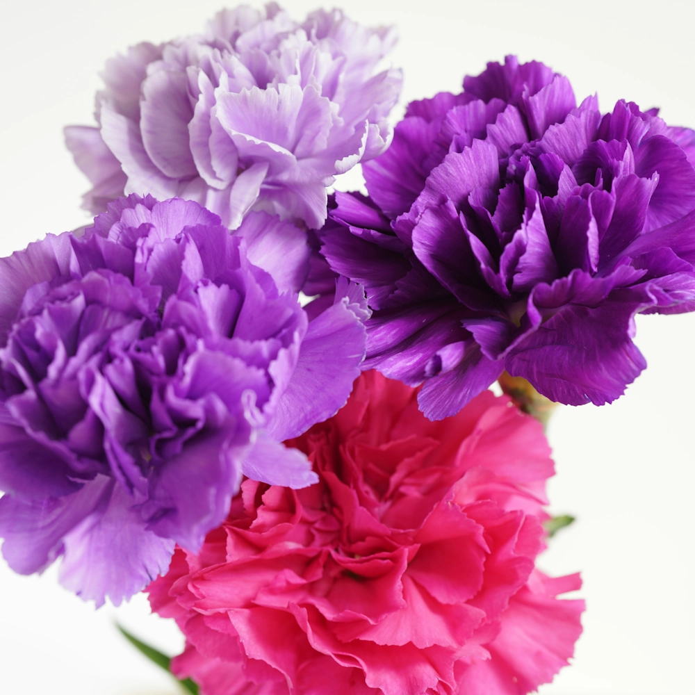 「カーネーション」の花言葉ランキング