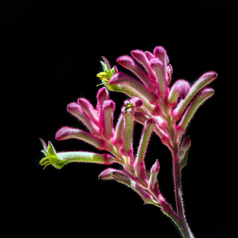 「カンガルーポー」の花言葉ランキング