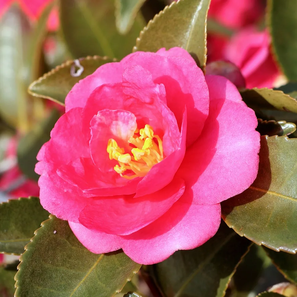 「カンツバキ」の花言葉ランキング