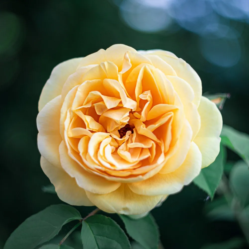 「バラ（黄）」の花言葉ランキング