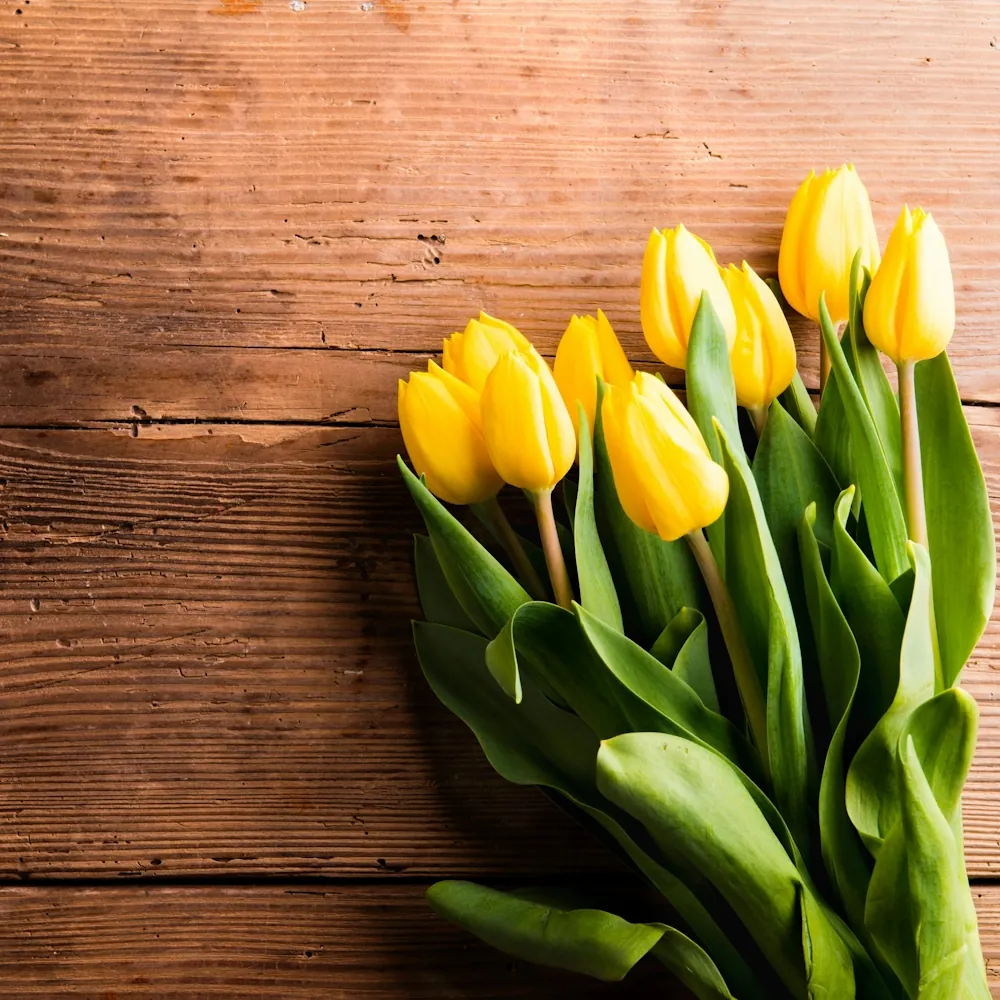 「チューリップ（黄）」の花言葉ランキング