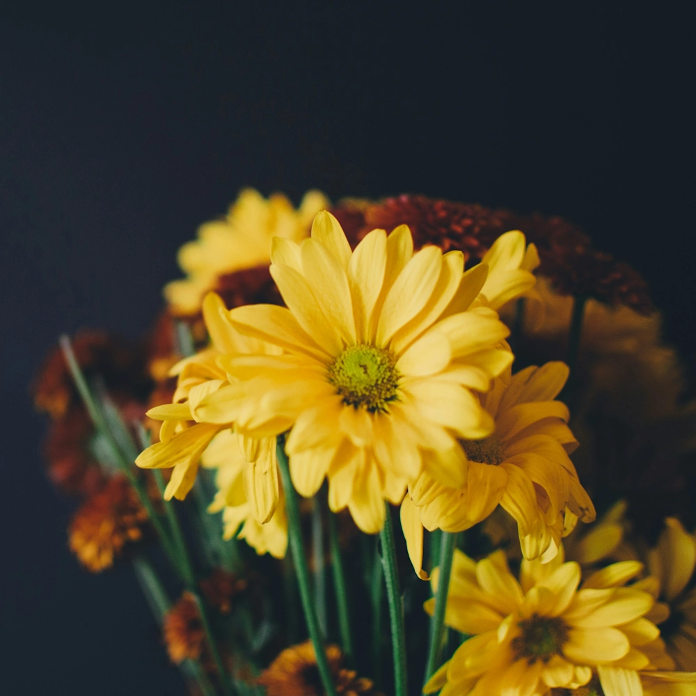 「デージー（黄）」の花言葉ランキング