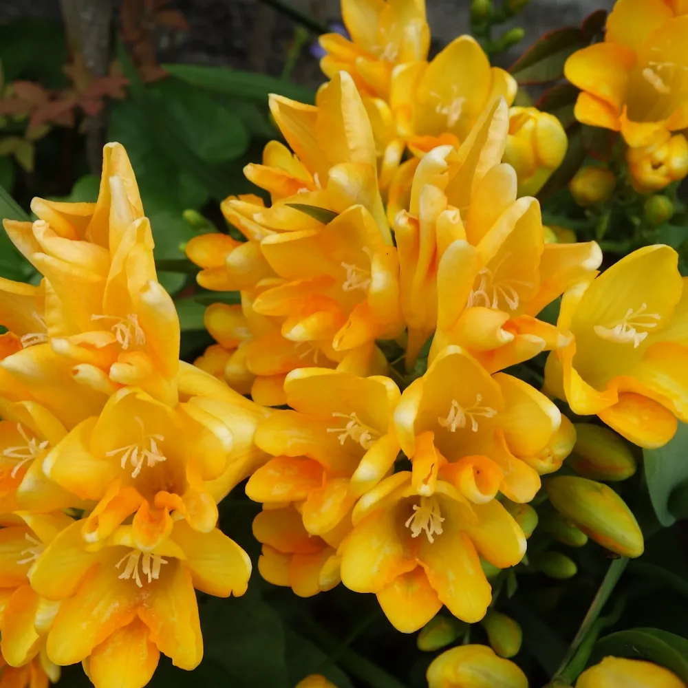 「フリージア（黄）」の花言葉ランキング