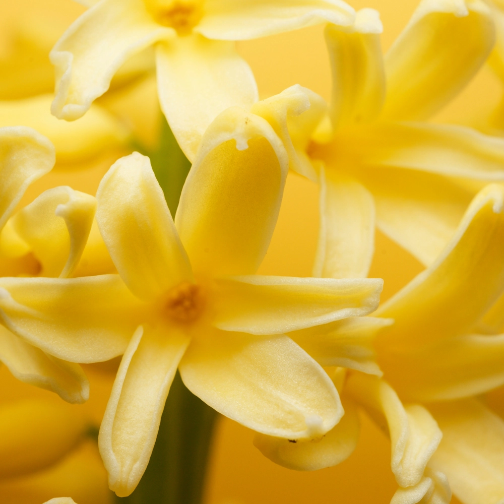 「ヒヤシンス（黄）」の花言葉ランキング