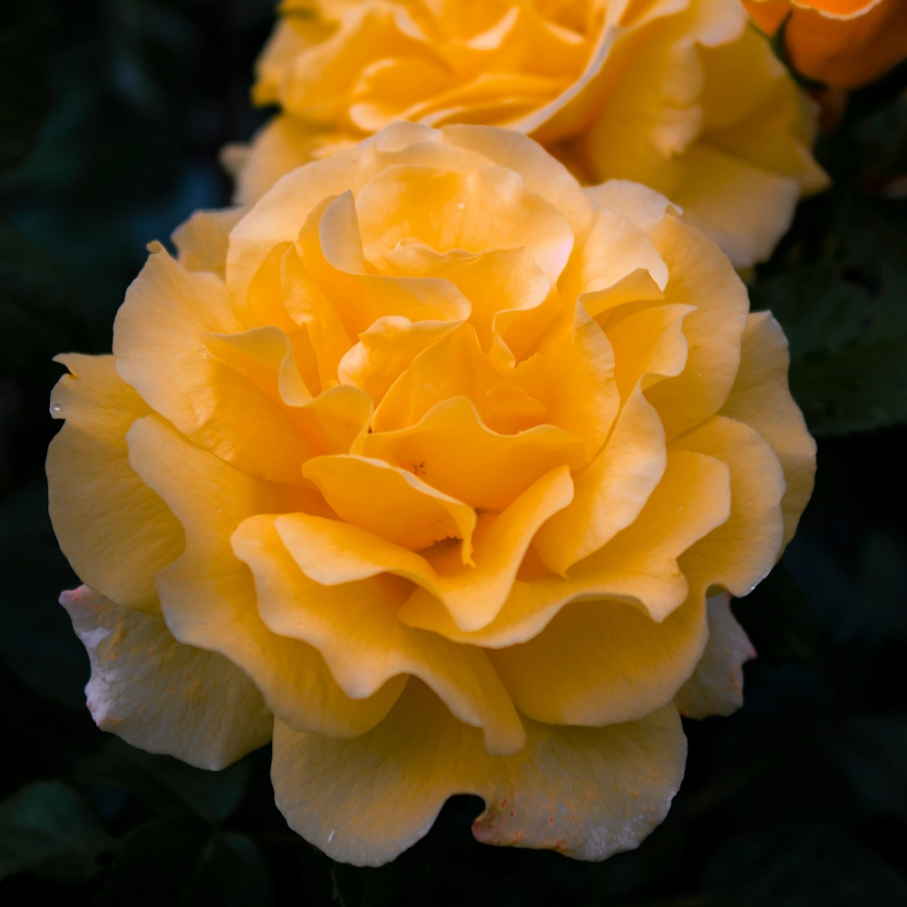 「カーネーション（黄）」の花言葉ランキング