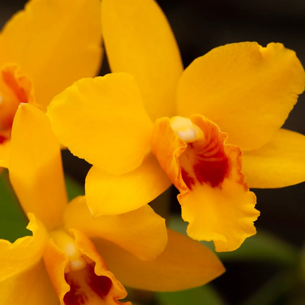 「カトレア（黄）」の花言葉ランキング