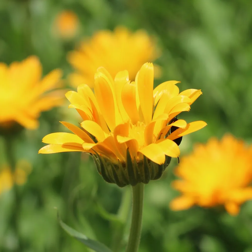 「キンセンカ（黄）」の花言葉ランキング