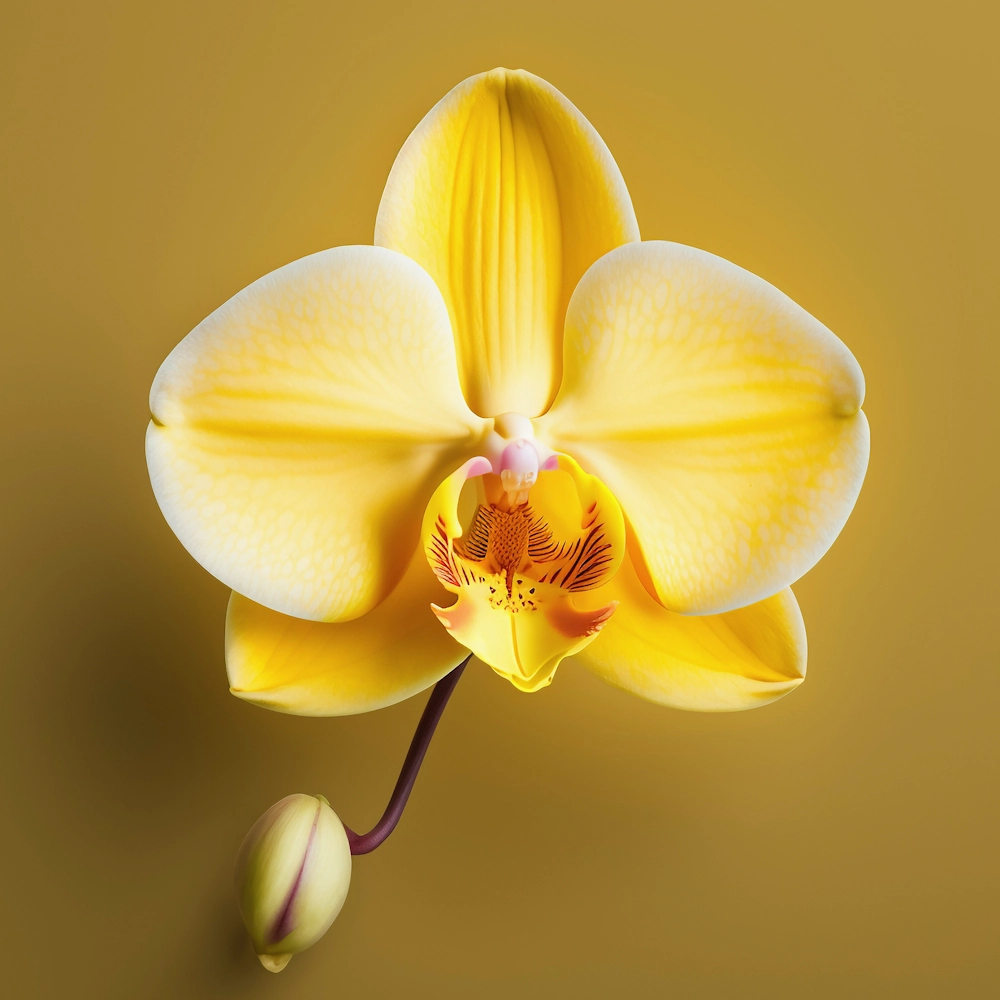 「コチョウラン（黄）」の花言葉ランキング