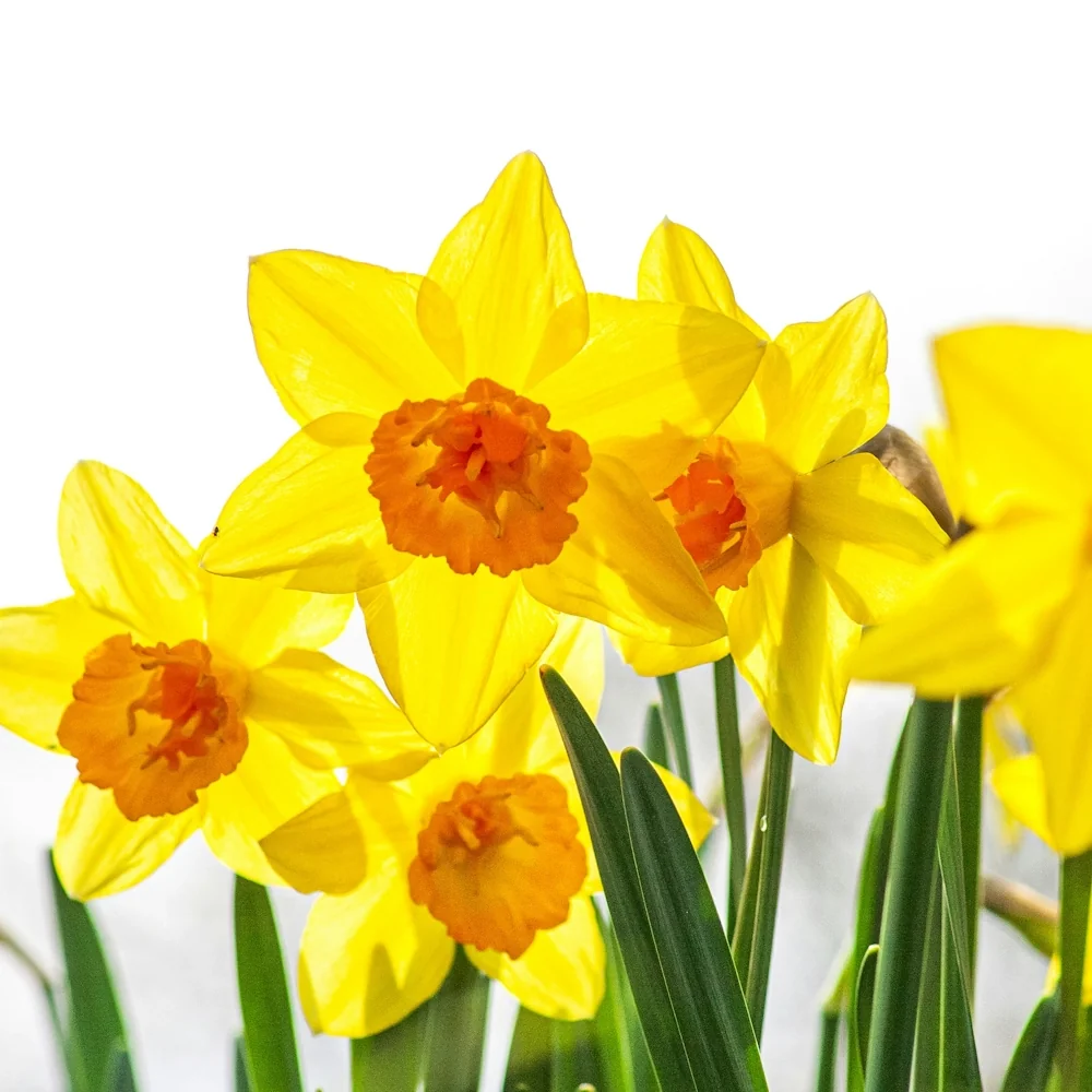 1月2日の誕生花 No.3「スイセン（黄）」