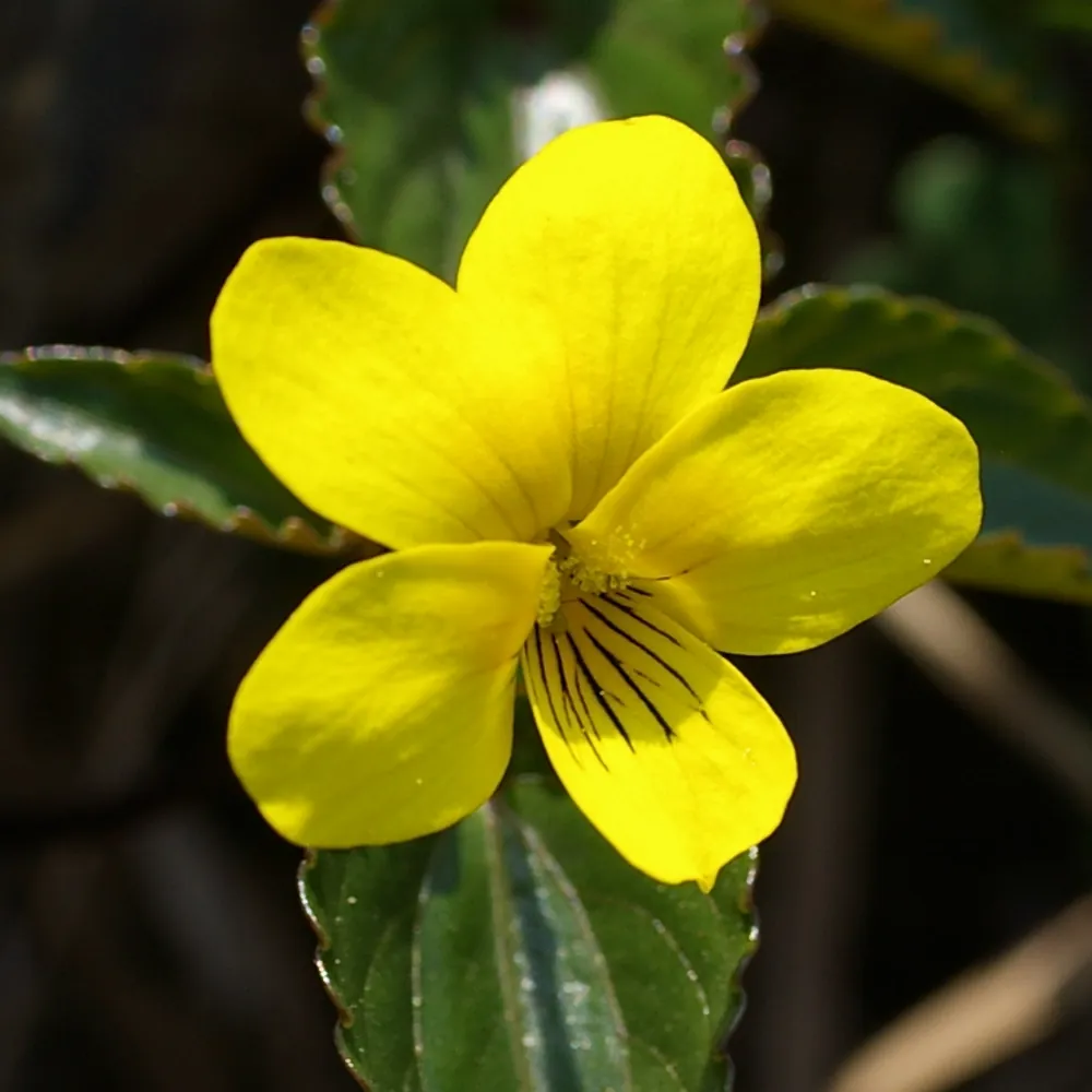 1月9日の誕生花 No.1「スミレ（黄）」