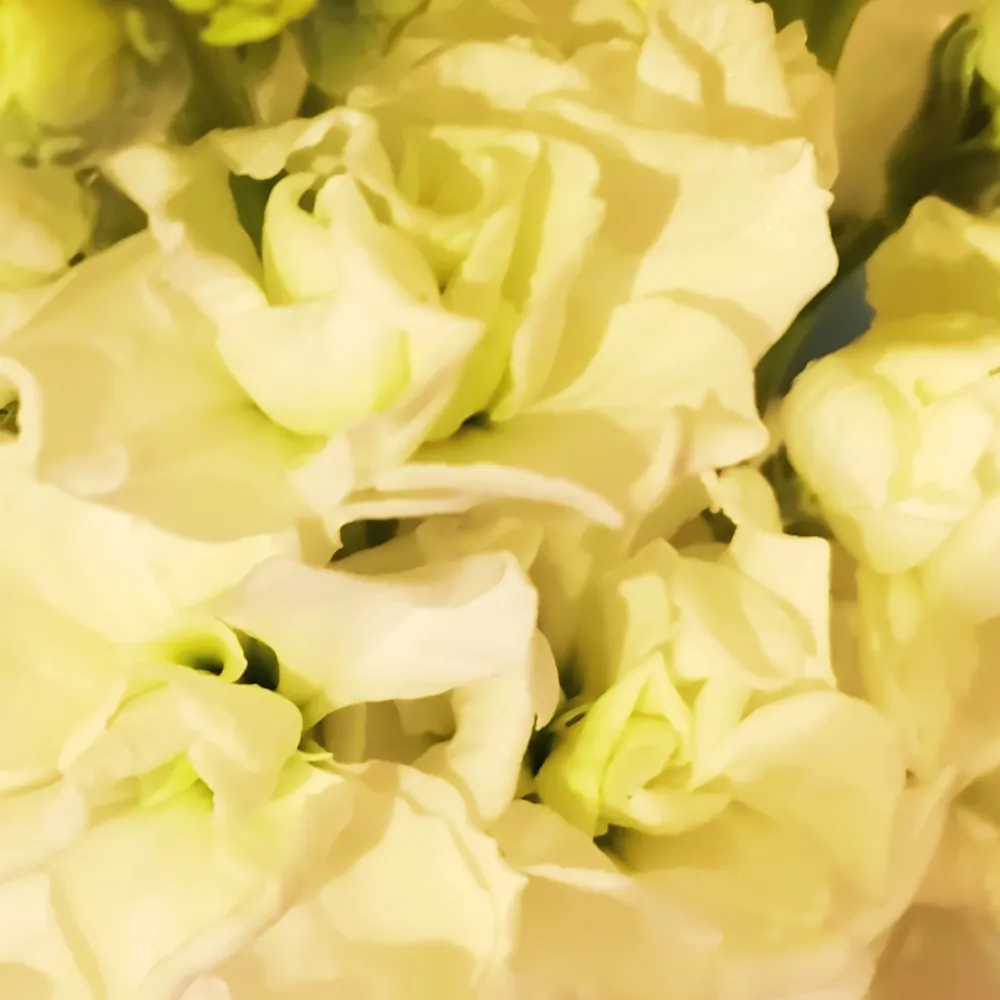 「ストック（黄）」の花言葉ランキング