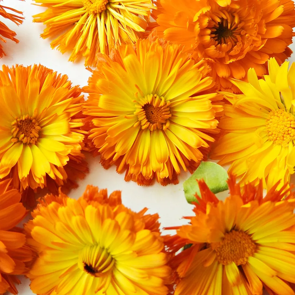 「キンセンカ」の花言葉ランキング