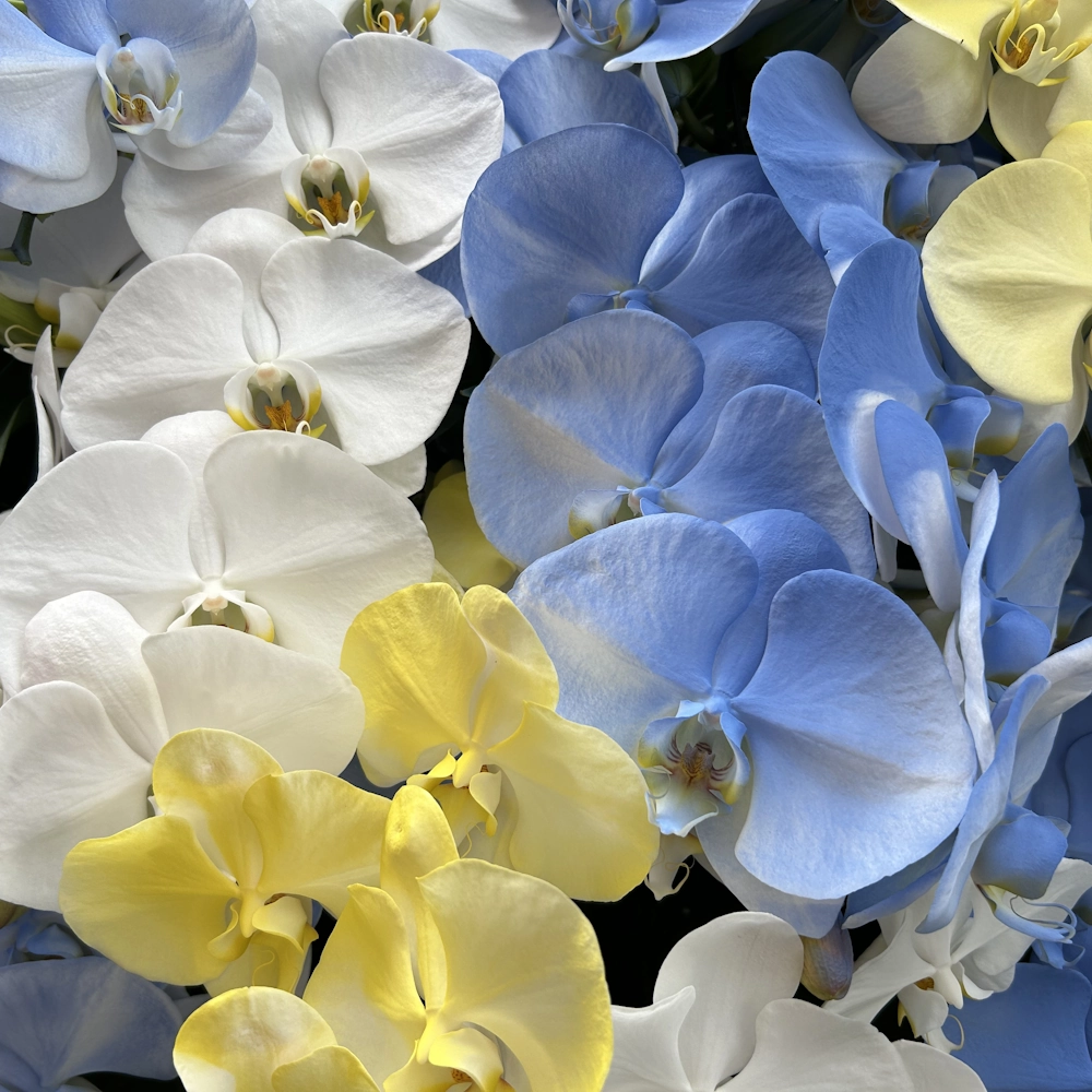 「コチョウラン」の花言葉ランキング