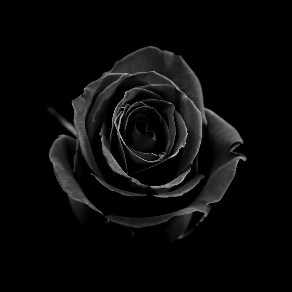 「バラ（黒）」の花言葉ランキング