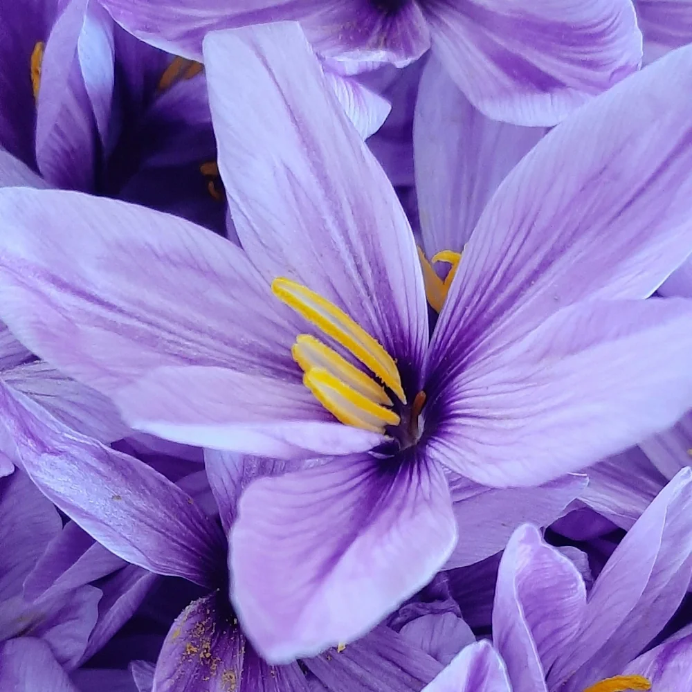 「クロッカス」の花言葉ランキング